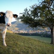 Vache Chemin du Rot - 2
