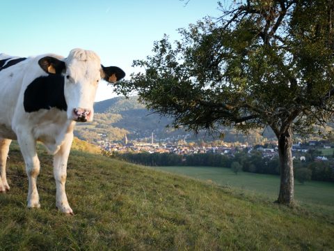 Vache Chemin du Rot - 2